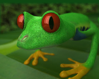 Frog red eye 4