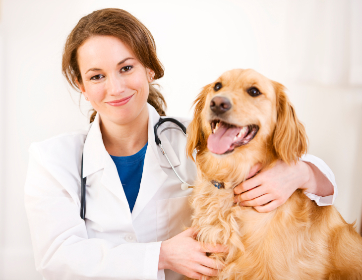 Career as a Veterinary doctor How to a Veterinary Doctor Vet